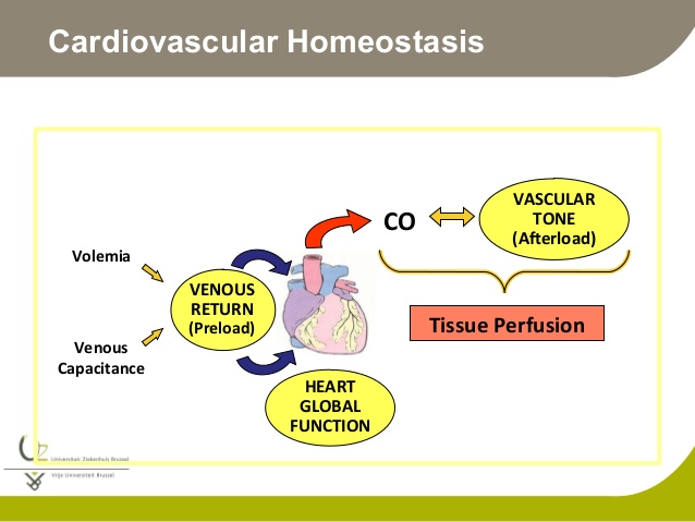 Cardiovascular Homeostasis Rebuttal